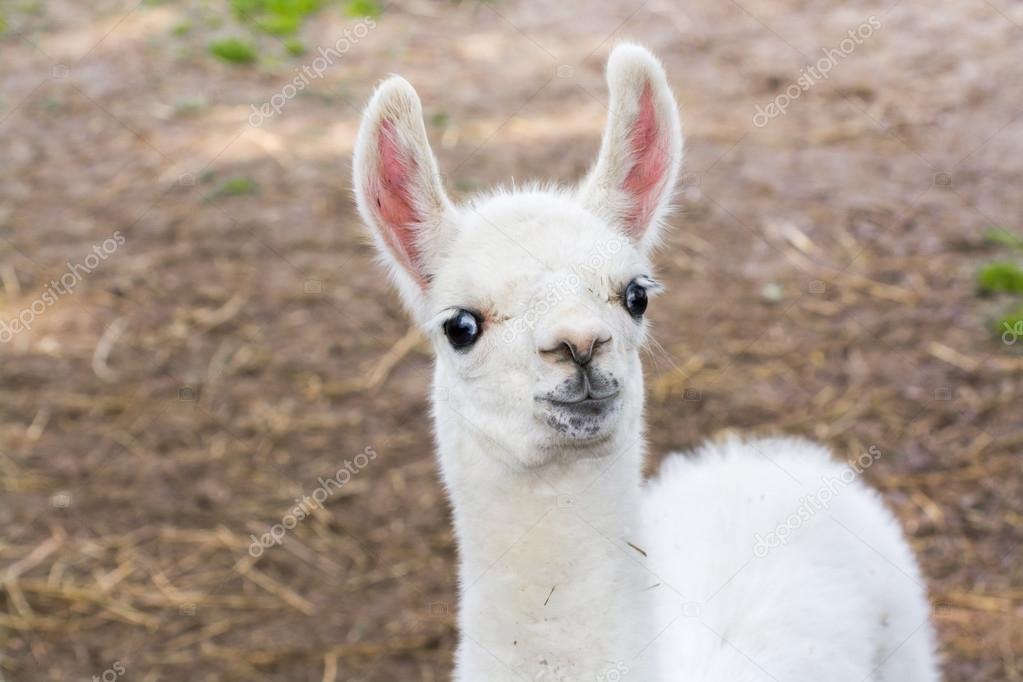 depositphotos_72399473-stock-photo-llama-lama-glam